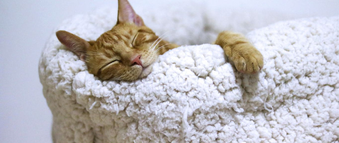 What Are Overnight Contact Lenses?