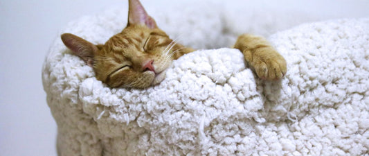 What Are Overnight Contact Lenses?